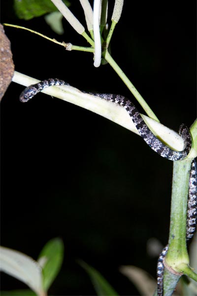 Cloudy Snail-eating Snake (Sibon nebulatus)