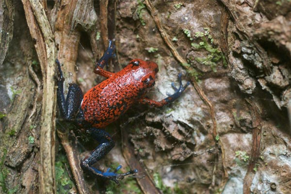 Strawberry Dart Frog (Oophaga pumilio)