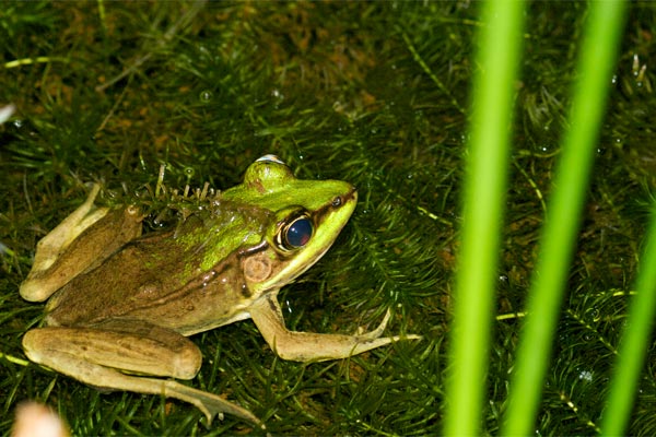 Rainforest Frog (Lithobates vaillanti)