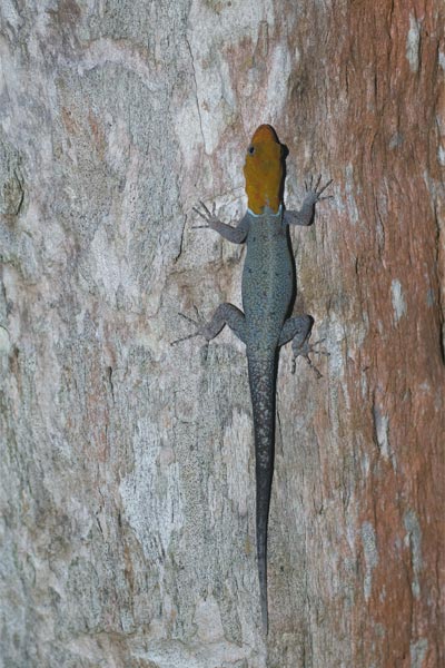 Yellow-headed Gecko (Gonatodes albogularis)