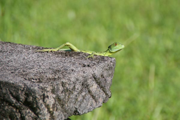 Emerald Basilisk (Basiliscus plumifrons)