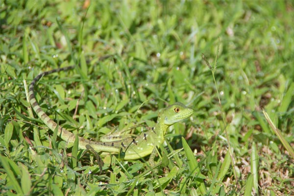 Emerald Basilisk (Basiliscus plumifrons)