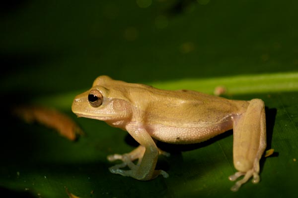 Tawny Treefrog (Smilisca puma)