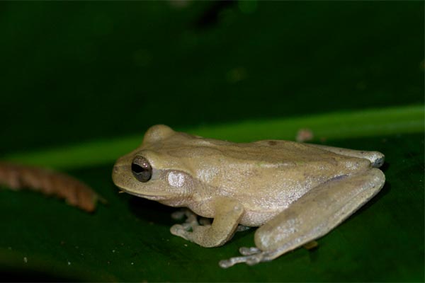 Tawny Treefrog (Smilisca puma)