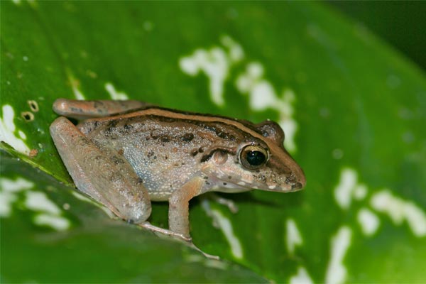 Common Rain Frog (Craugastor fitzingeri)