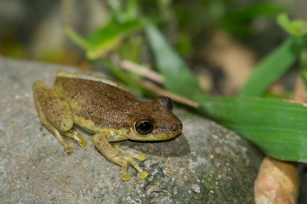 Narrow-headed Treefrog (Scinax elaeochrous)