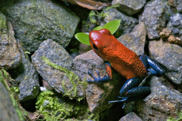 Strawberry Dart Frog (Oophaga pumilio)