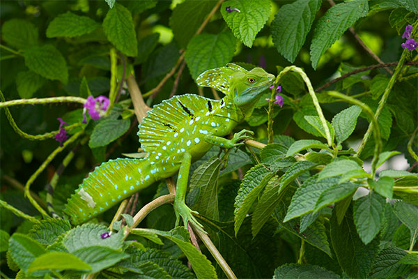 Emerald Basilisk (Basiliscus plumifrons)