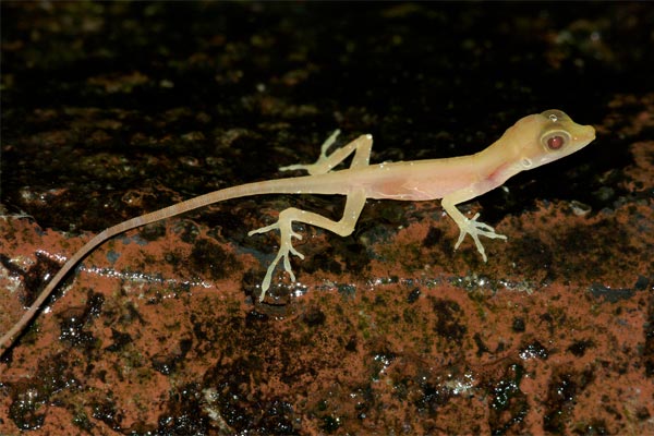 Big-headed Anole (Anolis capito)