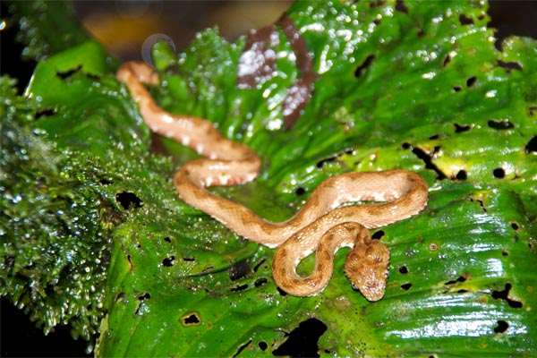 Eyelash Viper (Bothriechis schlegelii)