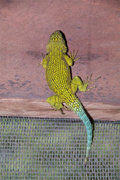 Green Spiny Lizard (Sceloporus malachiticus)