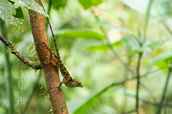 Blue-eyed Anole (Anolis woodi)