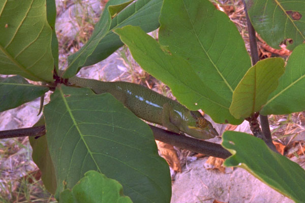 Panther Chameleon (Furcifer pardalis)