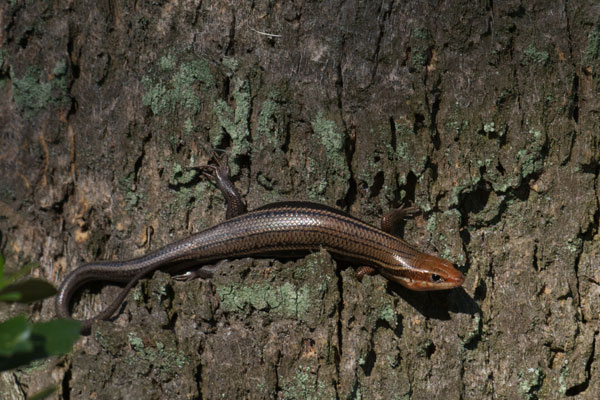 Southeastern Five-lined Skink (Plestiodon inexpectatus)