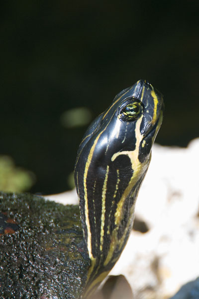 Florida Red-bellied Cooter (Pseudemys nelsoni)