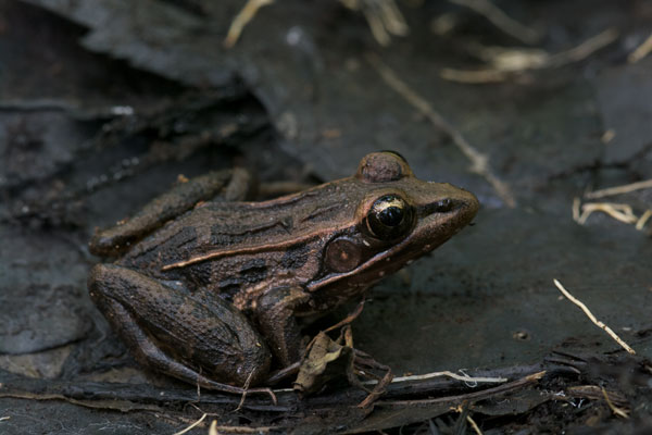 Florida Leopard Frog (Lithobates sphenocephalus sphenocephalus)