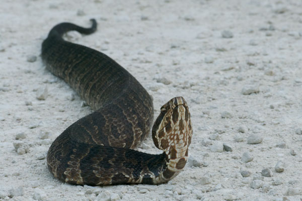 Florida Cottonmouth (Agkistrodon conanti)