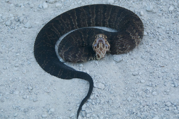 Florida Cottonmouth (Agkistrodon conanti)