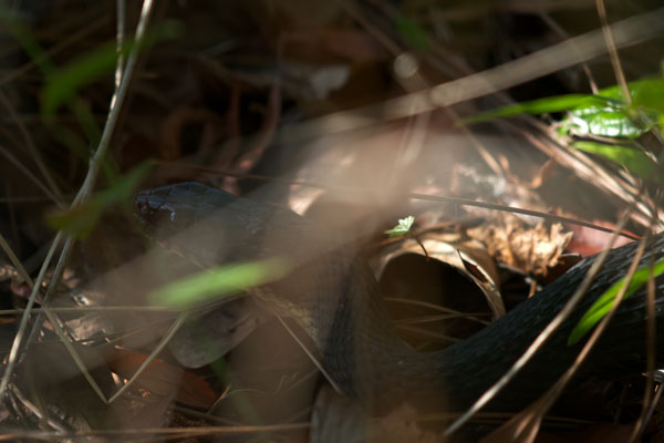 Banded Watersnake (Nerodia fasciata fasciata)