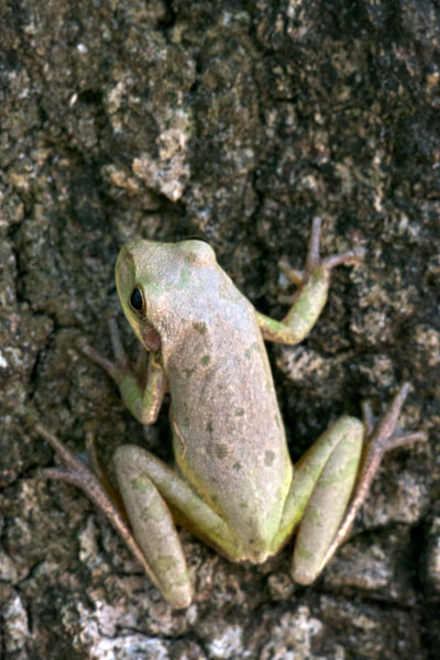 Squirrel Treefrog (Hyla squirella)