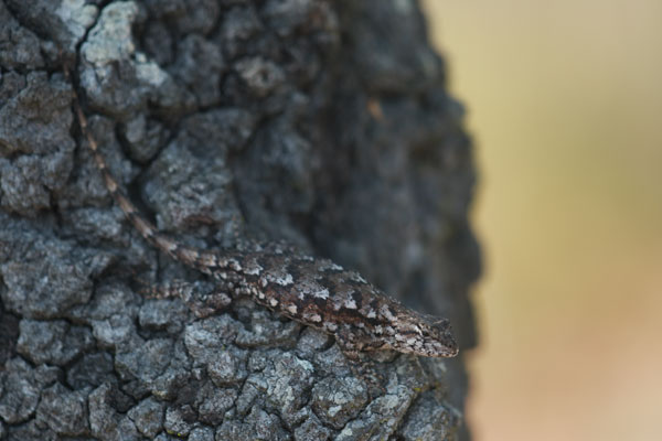 Eastern Fence Lizard (Sceloporus undulatus)