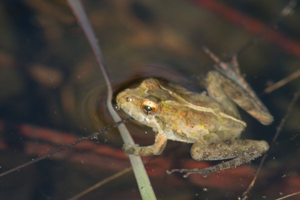 Southern Cricket Frog (Acris gryllus)