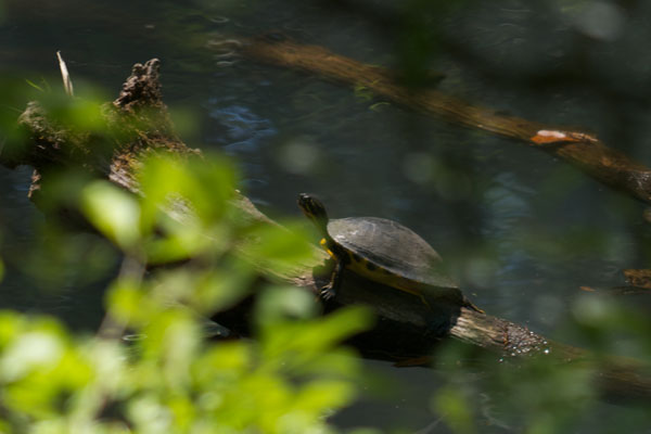 Coastal Plain Cooter (Pseudemys concinna floridana)