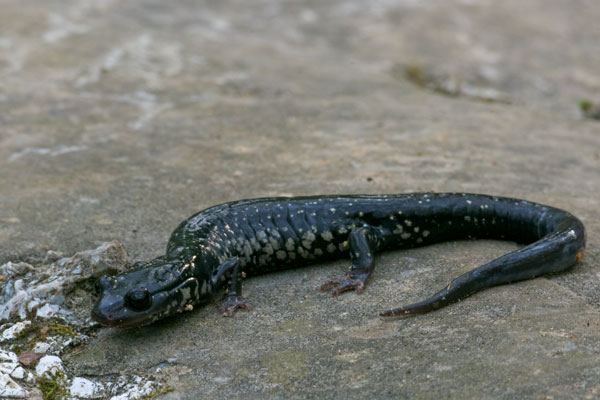 Northern Slimy Salamander (Plethodon glutinosus)