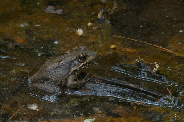 Green Frog (Lithobates clamitans)