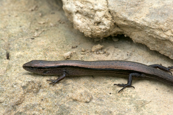 Little Brown Skink (Scincella lateralis)