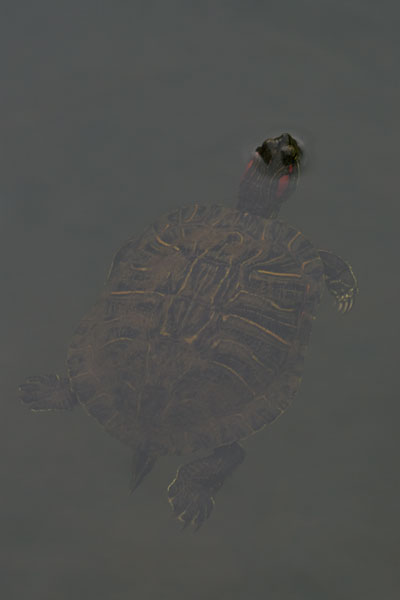 Red-eared Slider (Trachemys scripta elegans)