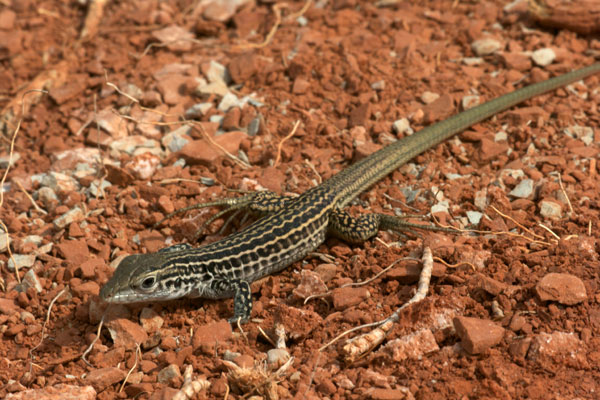 Common Checkered Whiptail (Aspidoscelis tesselata)