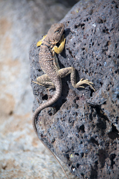 Eastern Collared Lizard (Crotaphytus collaris)