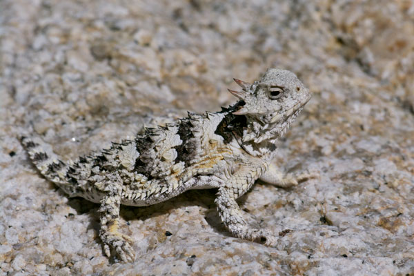 Blainville’s Horned Lizard (Phrynosoma blainvillii)