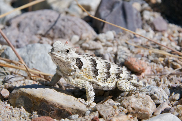 Blainville’s Horned Lizard (Phrynosoma blainvillii)