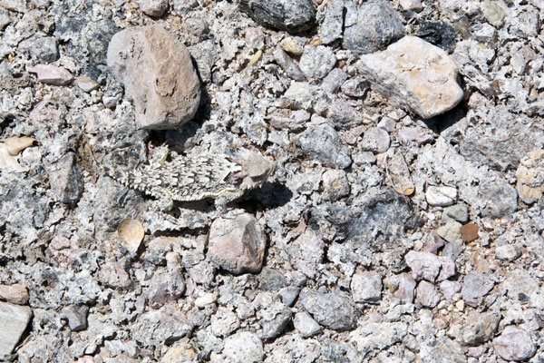 Blainville’s Horned Lizard (Phrynosoma blainvillii)