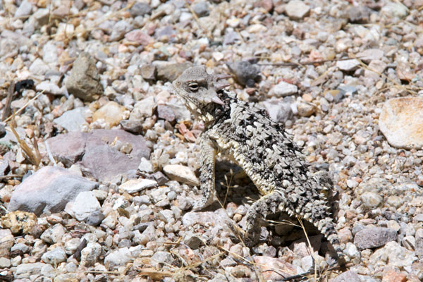 Blainville’s Horned Lizard (Phrynosoma blainvillii)