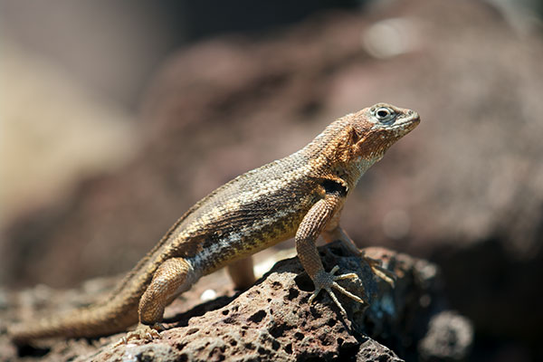 San Cristobal Lava Lizard (Microlophus bivattatus)