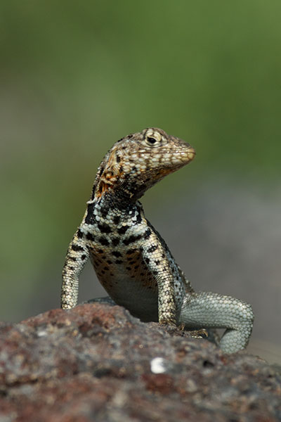 Santa Cruz Lava Lizard (Microlophus indefatigabilis)