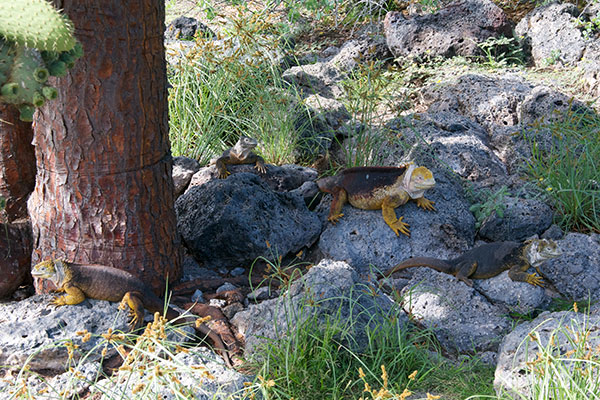 Galápagos Land Iguana (Conolophus subcristatus)