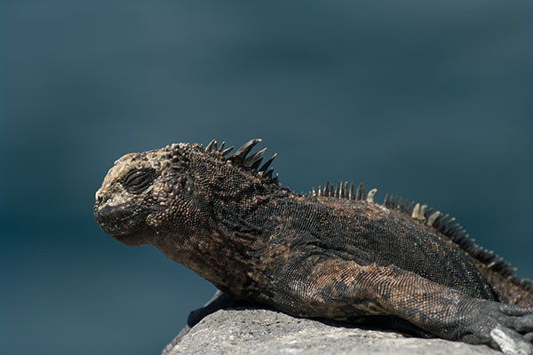 Santa Cruz Marine Iguana (Amblyrhynchus cristatus hassi)