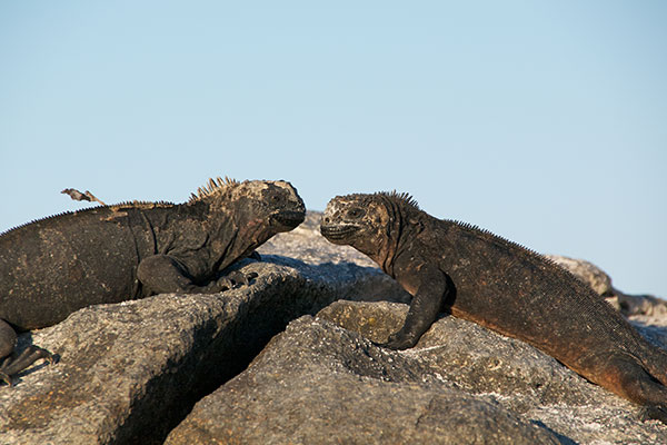 Santa Cruz Marine Iguana (Amblyrhynchus cristatus hassi)