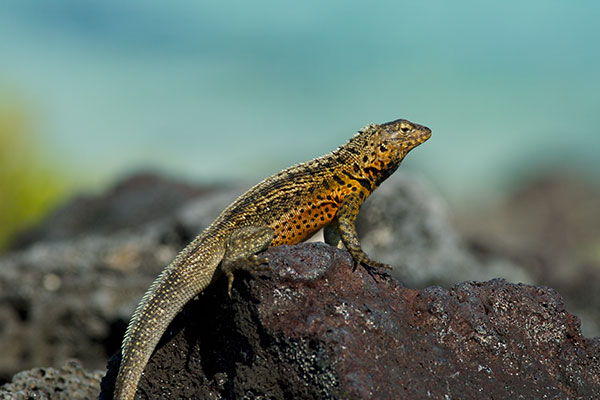 Santiago Lava Lizard (Microlophus jacobi)