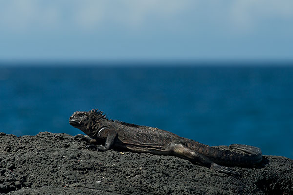 Santiago Marine Iguana (Amblyrhynchus cristatus wikelskii)