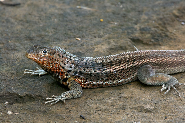 Santiago Lava Lizard (Microlophus jacobi)