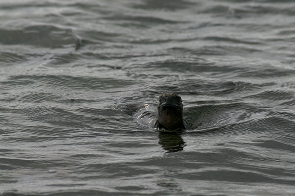 Santiago Marine Iguana (Amblyrhynchus cristatus wikelskii)