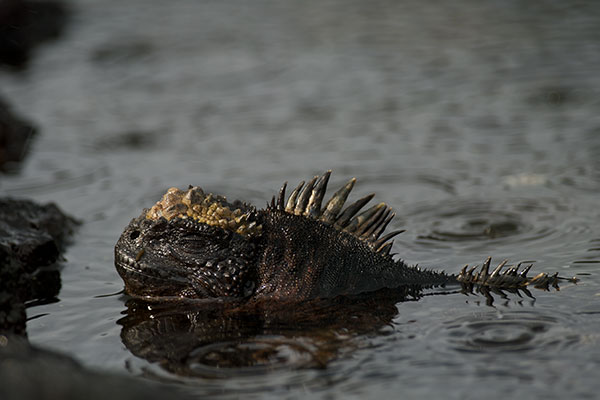 Santiago Marine Iguana (Amblyrhynchus cristatus wikelskii)