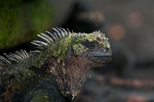 Santiago Marine Iguana (Amblyrhynchus cristatus wikelskii)