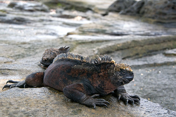 Santiago Marine Iguana (Amblyrhynchus cristatus wikelskii)