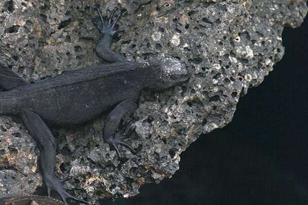 Genovesa Marine Iguana (Amblyrhynchus cristatus nanus)